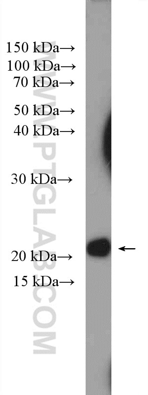 Western Blot (WB) analysis of Ramos cells using CHCHD4 Polyclonal antibody (21090-1-AP)