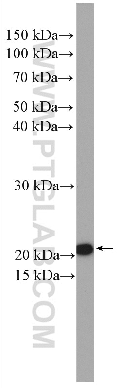 Western Blot (WB) analysis of Raji cells using CHCHD4 Polyclonal antibody (21090-1-AP)