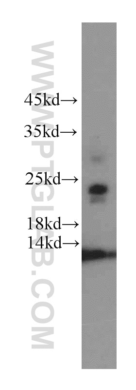 Western Blot (WB) analysis of human heart tissue using CHCHD4 Polyclonal antibody (21090-1-AP)