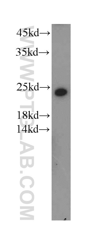 Western Blot (WB) analysis of mouse lung tissue using CHCHD4 Polyclonal antibody (21090-1-AP)