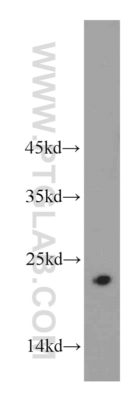 Western Blot (WB) analysis of L02 cells using CHCHD4 Polyclonal antibody (21090-1-AP)