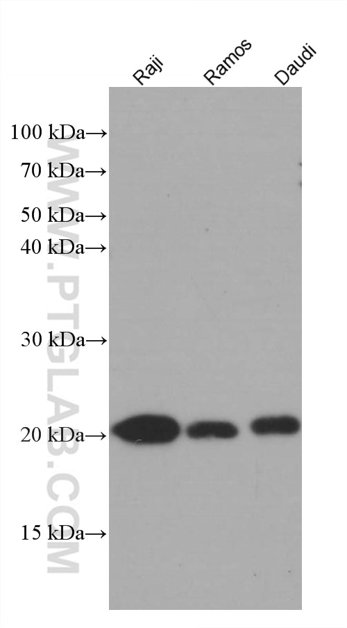 Western Blot (WB) analysis of various lysates using CHCHD4 Monoclonal antibody (66718-1-Ig)