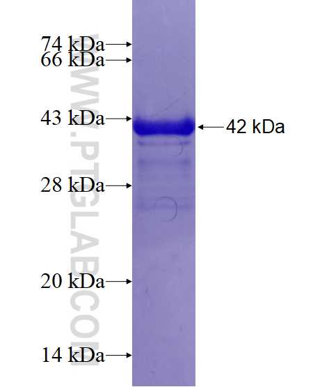CHCHD4 fusion protein Ag15339 SDS-PAGE