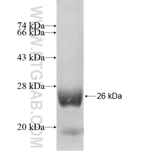 CHCHD4 fusion protein Ag15482 SDS-PAGE
