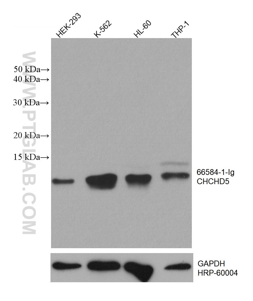 Western Blot (WB) analysis of various lysates using CHCHD5 Monoclonal antibody (66584-1-Ig)