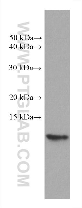 Western Blot (WB) analysis of HeLa cells using CHCHD5 Monoclonal antibody (66584-1-Ig)