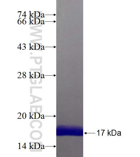 CHCHD5 fusion protein Ag22534 SDS-PAGE