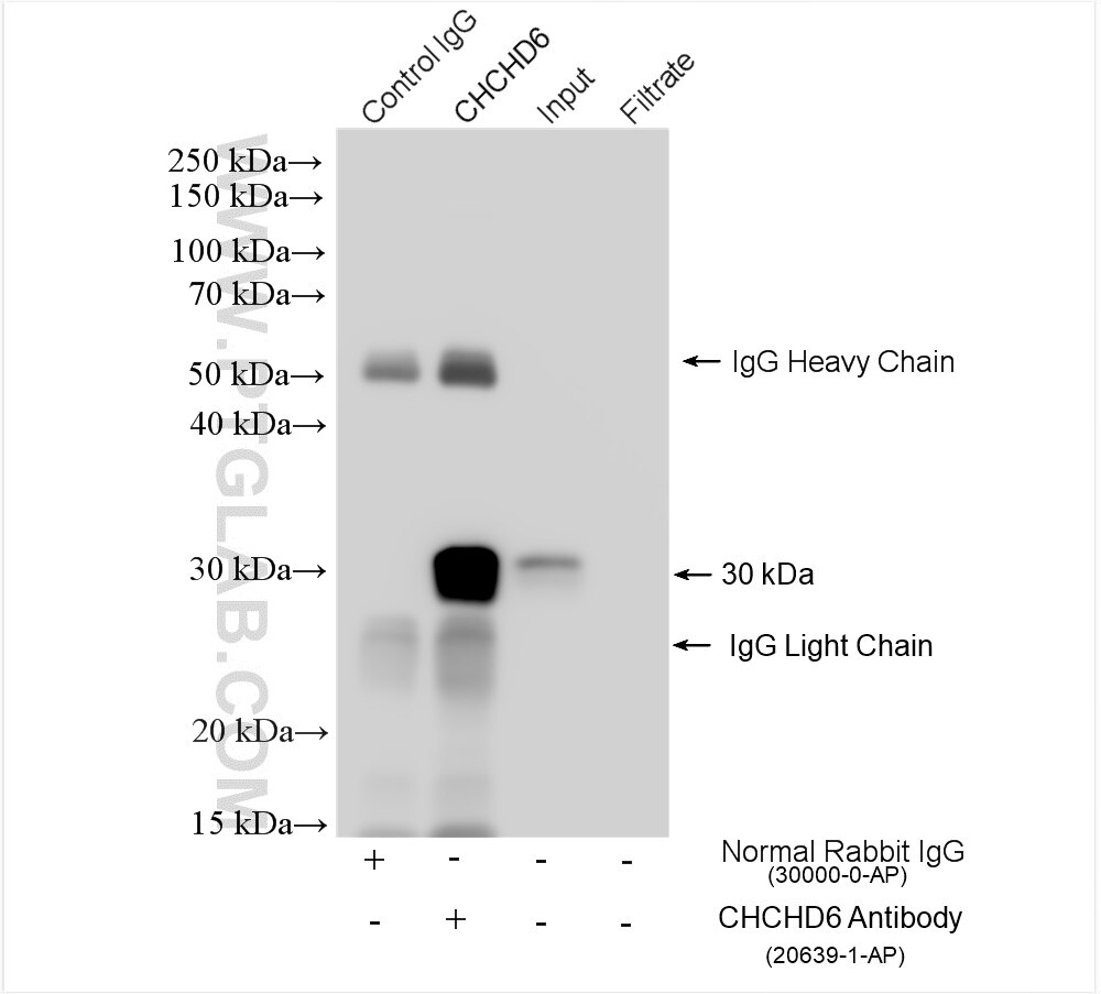 Immunoprecipitation (IP) experiment of Jurkat cells using CHCHD6 Polyclonal antibody (20639-1-AP)