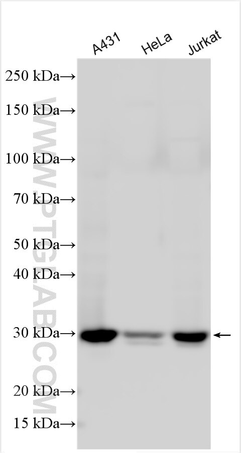 Western Blot (WB) analysis of various lysates using CHCHD6 Polyclonal antibody (20639-1-AP)