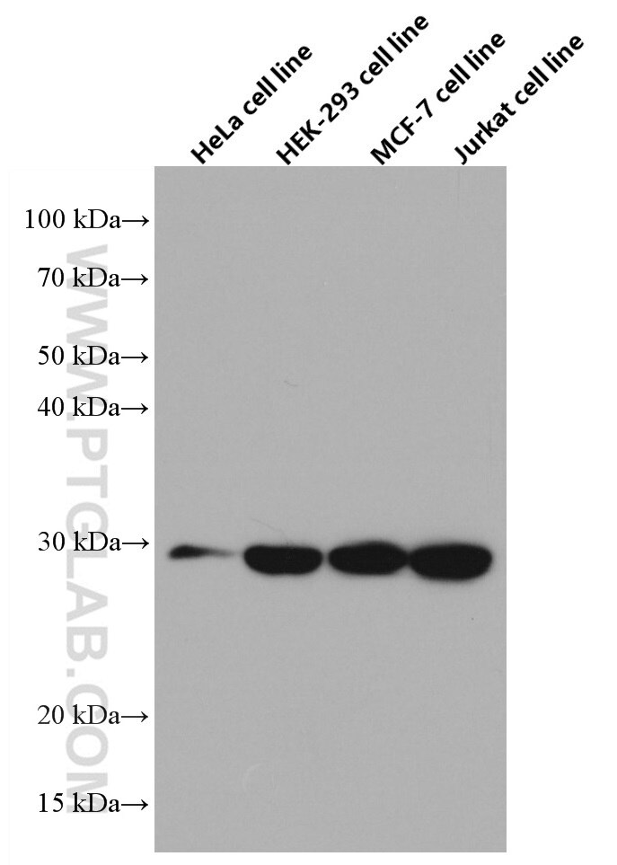 Western Blot (WB) analysis of various lysates using CHCHD6 Monoclonal antibody (66597-1-Ig)