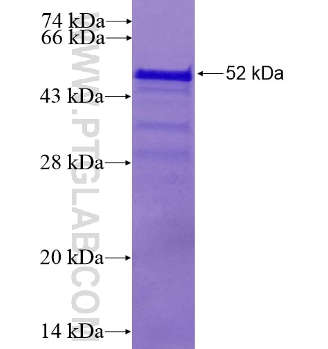 CHCHD6 fusion protein Ag14700 SDS-PAGE