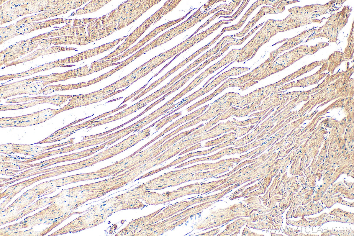 Immunohistochemical analysis of paraffin-embedded mouse heart tissue slide using 19911-1-AP (CHCHD7 antibody) at dilution of 1:200 (under 10x lens). Heat mediated antigen retrieval with Tris-EDTA buffer (pH 9.0). Immunohistochemistry (IHC) staining of mouse heart tissue using CHCHD7 Polyclonal antibody (19911-1-AP)