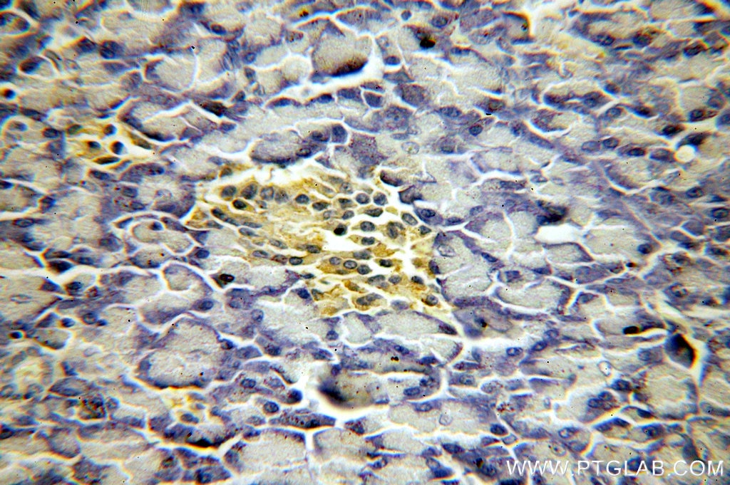 Immunohistochemistry (IHC) staining of human pancreas tissue using CHCHD7 Polyclonal antibody (19911-1-AP)