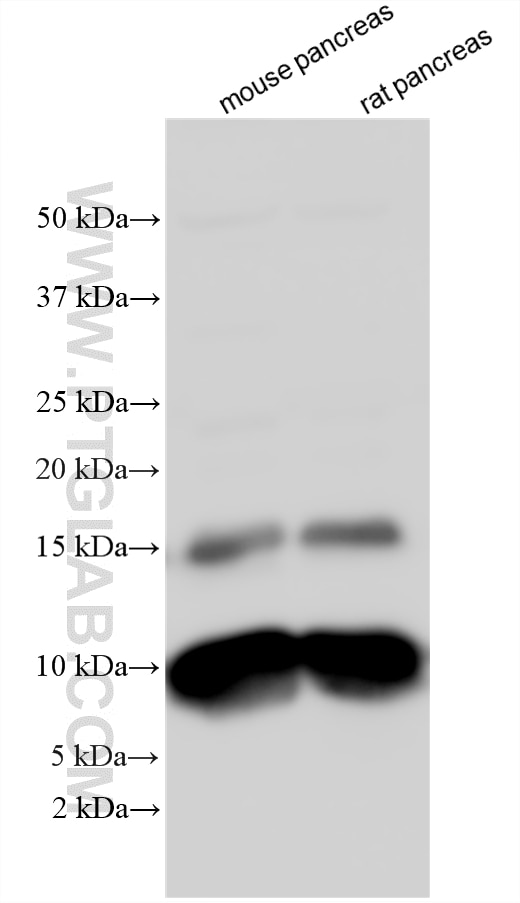Western Blot (WB) analysis of various lysates using CHCHD7 Polyclonal antibody (19911-1-AP)