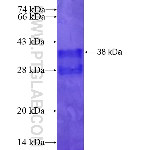 CHCHD7 fusion protein Ag13735 SDS-PAGE