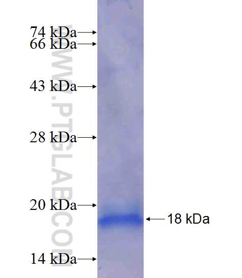 CHCHD7 fusion protein Ag14054 SDS-PAGE