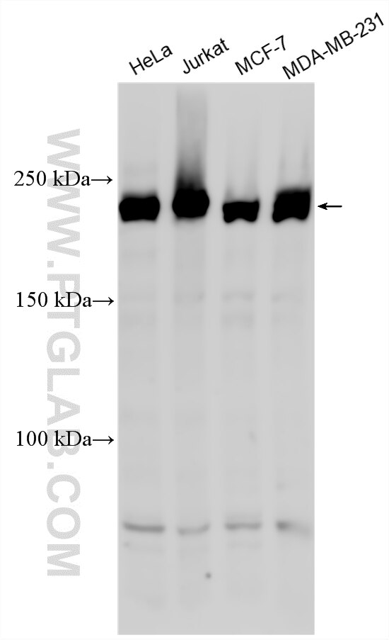 Western Blot (WB) analysis of various lysates using CHD1 Polyclonal antibody (20576-1-AP)