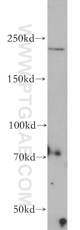 Western Blot (WB) analysis of Jurkat cells using CHD1 Polyclonal antibody (20576-1-AP)