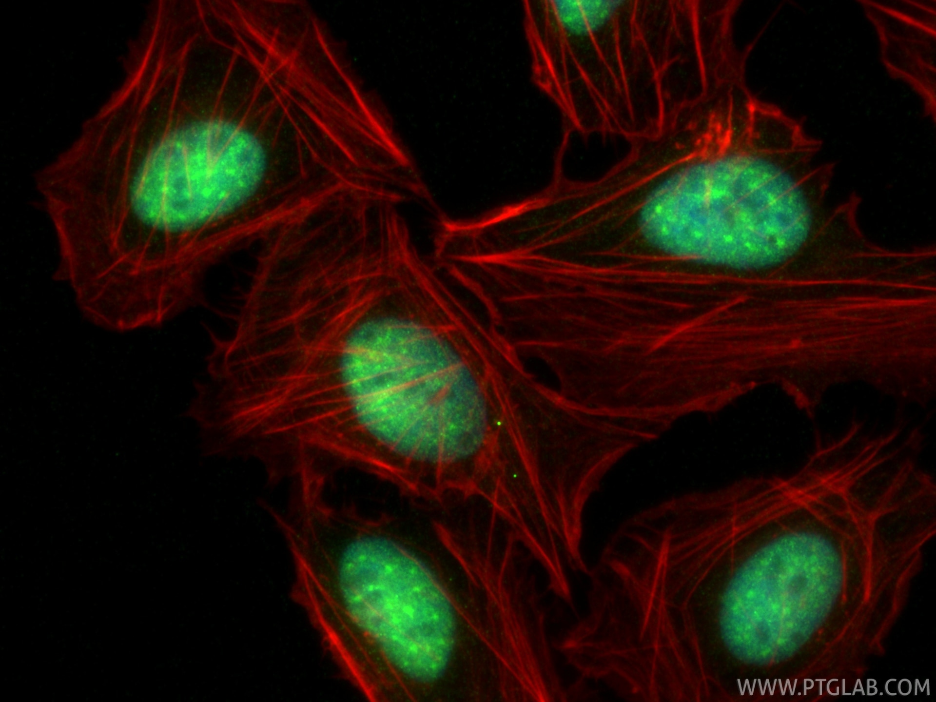 Immunofluorescence (IF) / fluorescent staining of U2OS cells using CHD1L Polyclonal antibody (32923-1-AP)