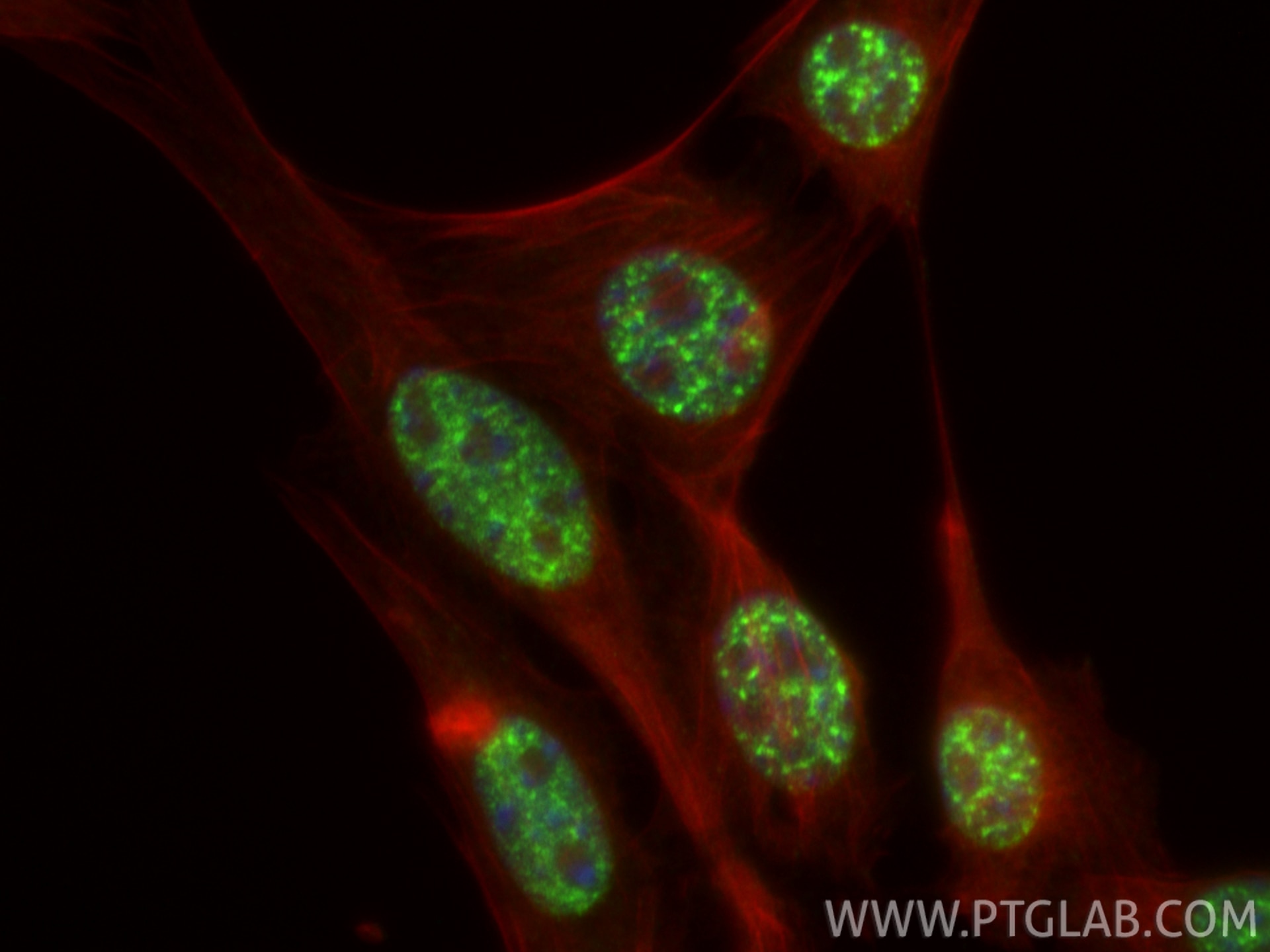 Immunofluorescence (IF) / fluorescent staining of NIH/3T3 cells using CHD1L Polyclonal antibody (32923-1-AP)