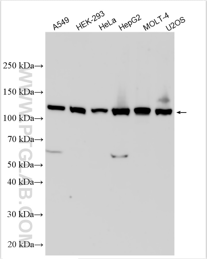Western Blot (WB) analysis of various lysates using CHD1L Polyclonal antibody (32923-1-AP)