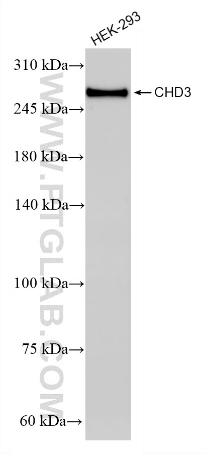 Western Blot (WB) analysis of HEK-293 cells using CHD3 Recombinant monoclonal antibody (86077-2-RR)