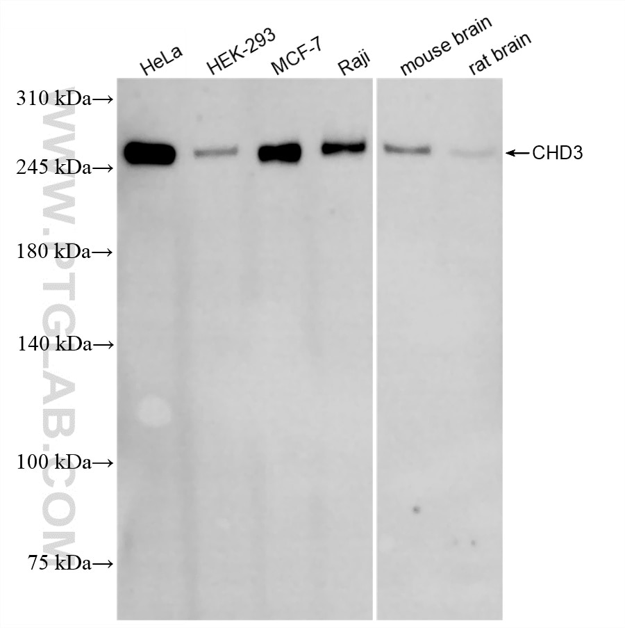 Western Blot (WB) analysis of various lysates using CHD3 Recombinant monoclonal antibody (86077-2-RR)