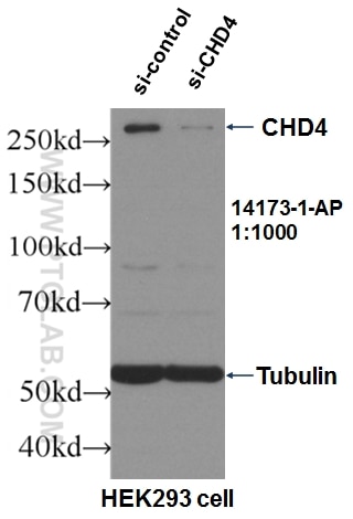 Western Blot (WB) analysis of HEK-293 cells using CHD4 Polyclonal antibody (14173-1-AP)