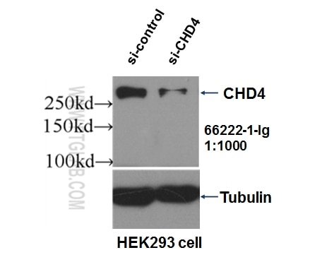 Western Blot (WB) analysis of HEK-293 cells using CHD4 Monoclonal antibody (66222-1-Ig)