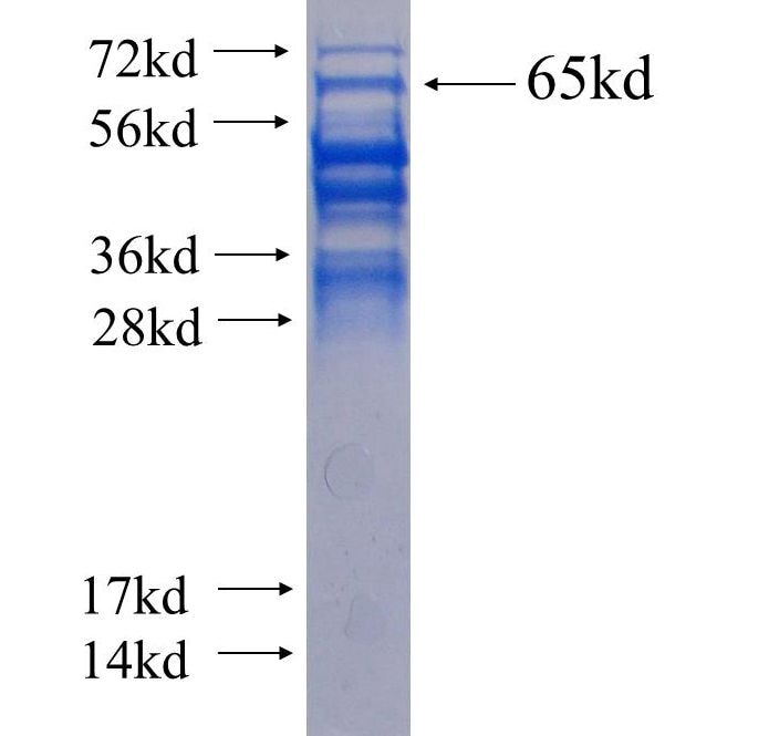 CHD4 fusion protein Ag5372 SDS-PAGE