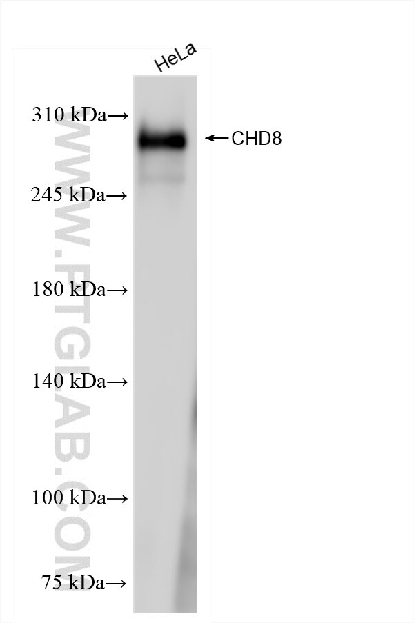 Western Blot (WB) analysis of various lysates using CHD8 Recombinant antibody (86032-1-RR)