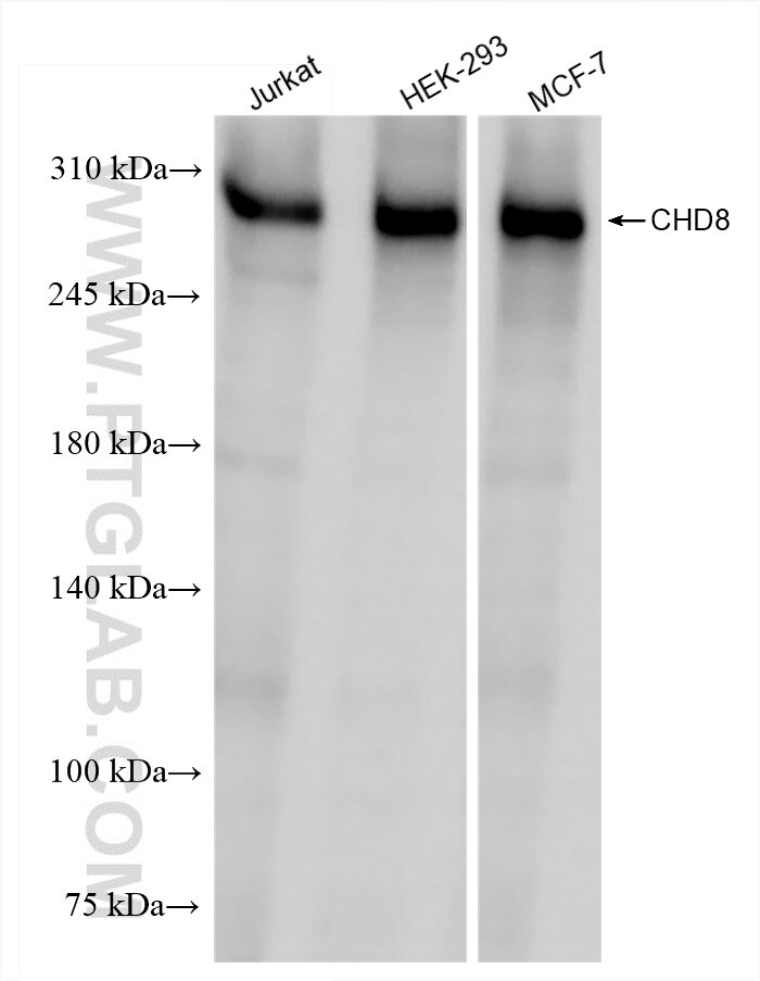 CHD8