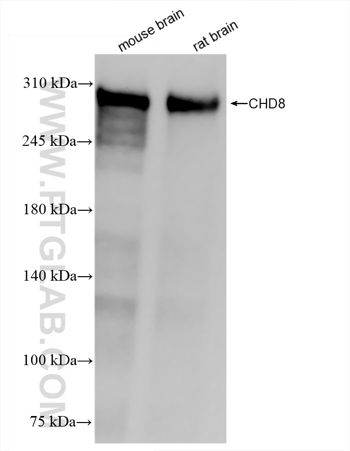 Western Blot (WB) analysis of mouse brain tissue using CHD8 Recombinant antibody (86032-1-RR)