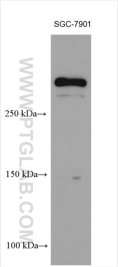 Western Blot (WB) analysis of various lysates using CHD9 Polyclonal antibody (13402-1-AP)