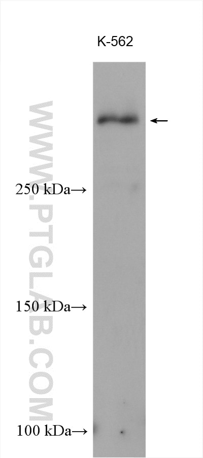 Western Blot (WB) analysis of K-562 cells using CHD9 Polyclonal antibody (13402-1-AP)
