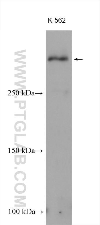 Western Blot (WB) analysis of K-562 cells using CHD9 Polyclonal antibody (13402-1-AP)