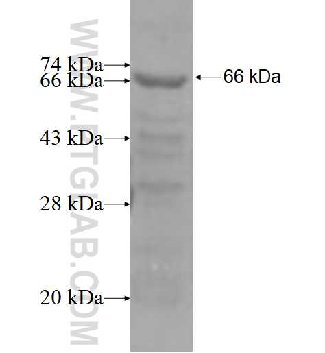CHD9 fusion protein Ag4245 SDS-PAGE