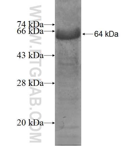 CHEK2 fusion protein Ag5195 SDS-PAGE
