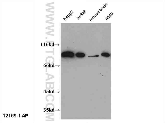 Western Blot (WB) analysis of multi-cells/tissue using CHFR Polyclonal antibody (12169-1-AP)
