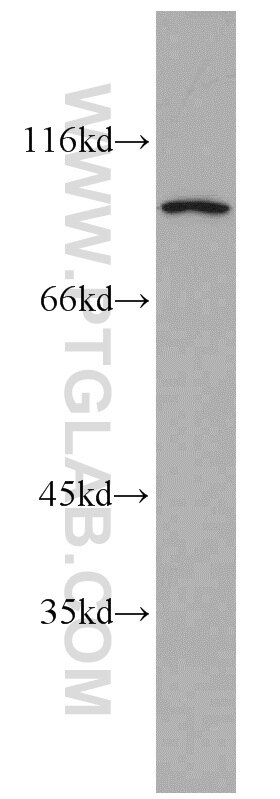 Western Blot (WB) analysis of HepG2 cells using CHFR Polyclonal antibody (12169-1-AP)