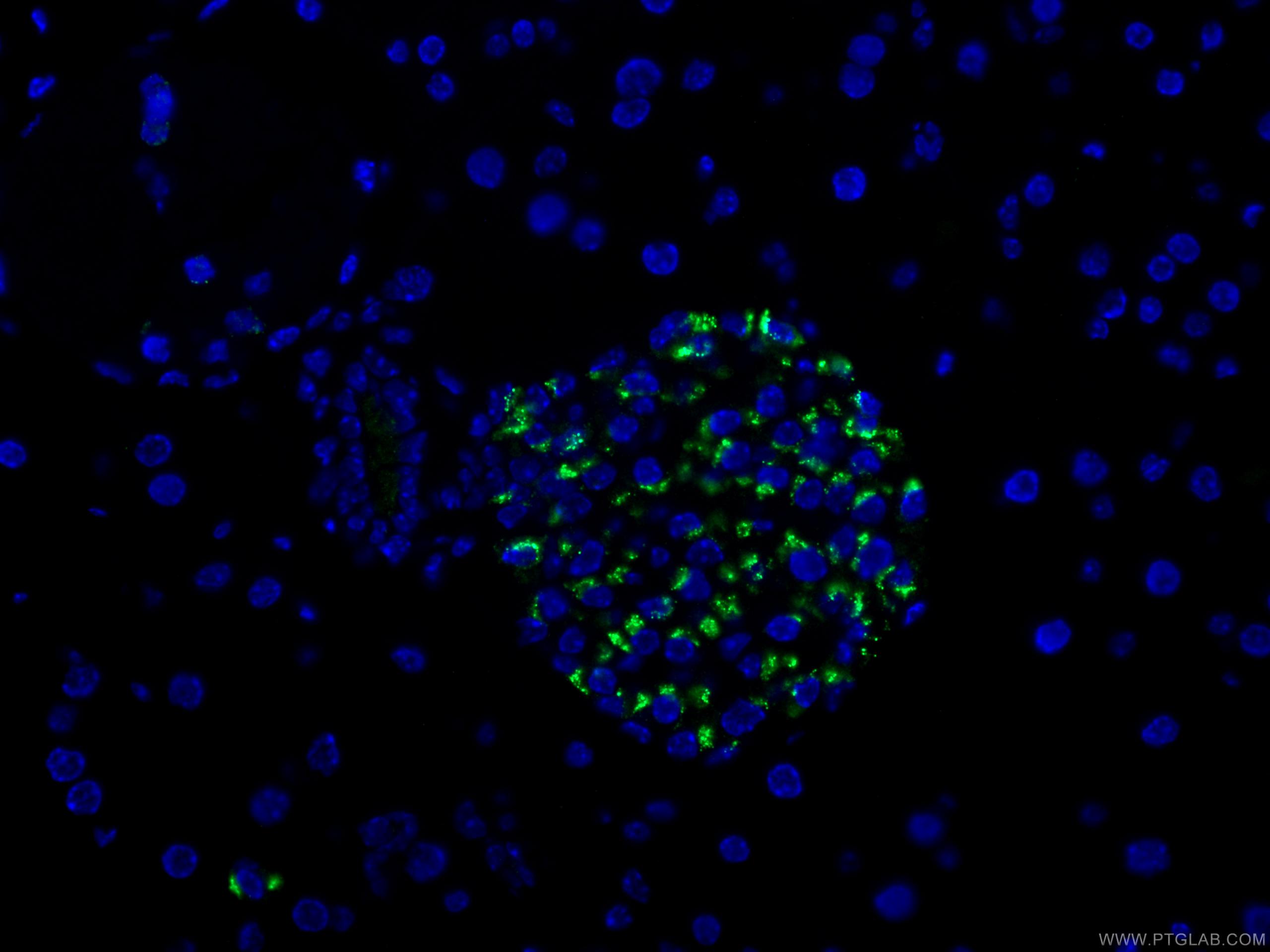 Immunofluorescence (IF) / fluorescent staining of mouse pancreas tissue using Chromogranin A Polyclonal antibody (10529-1-AP)