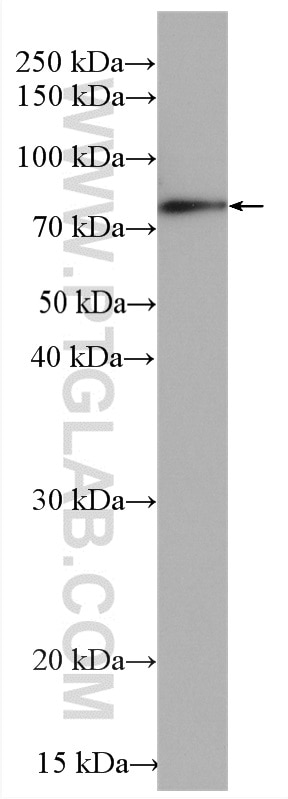 Western Blot (WB) analysis of PC-12 cells using Chromogranin A Polyclonal antibody (10529-1-AP)