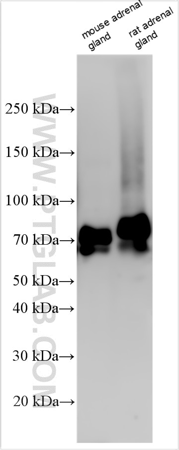 Western Blot (WB) analysis of various lysates using Chromogranin A Polyclonal antibody (10529-1-AP)