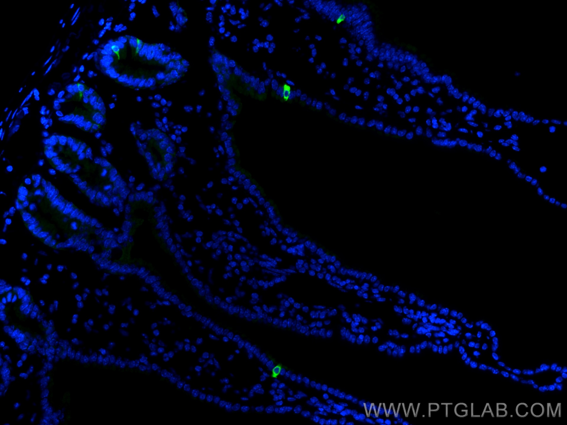 Immunofluorescence (IF) / fluorescent staining of mouse small intestine tissue using Chromogranin A Polyclonal antibody (23342-1-AP)