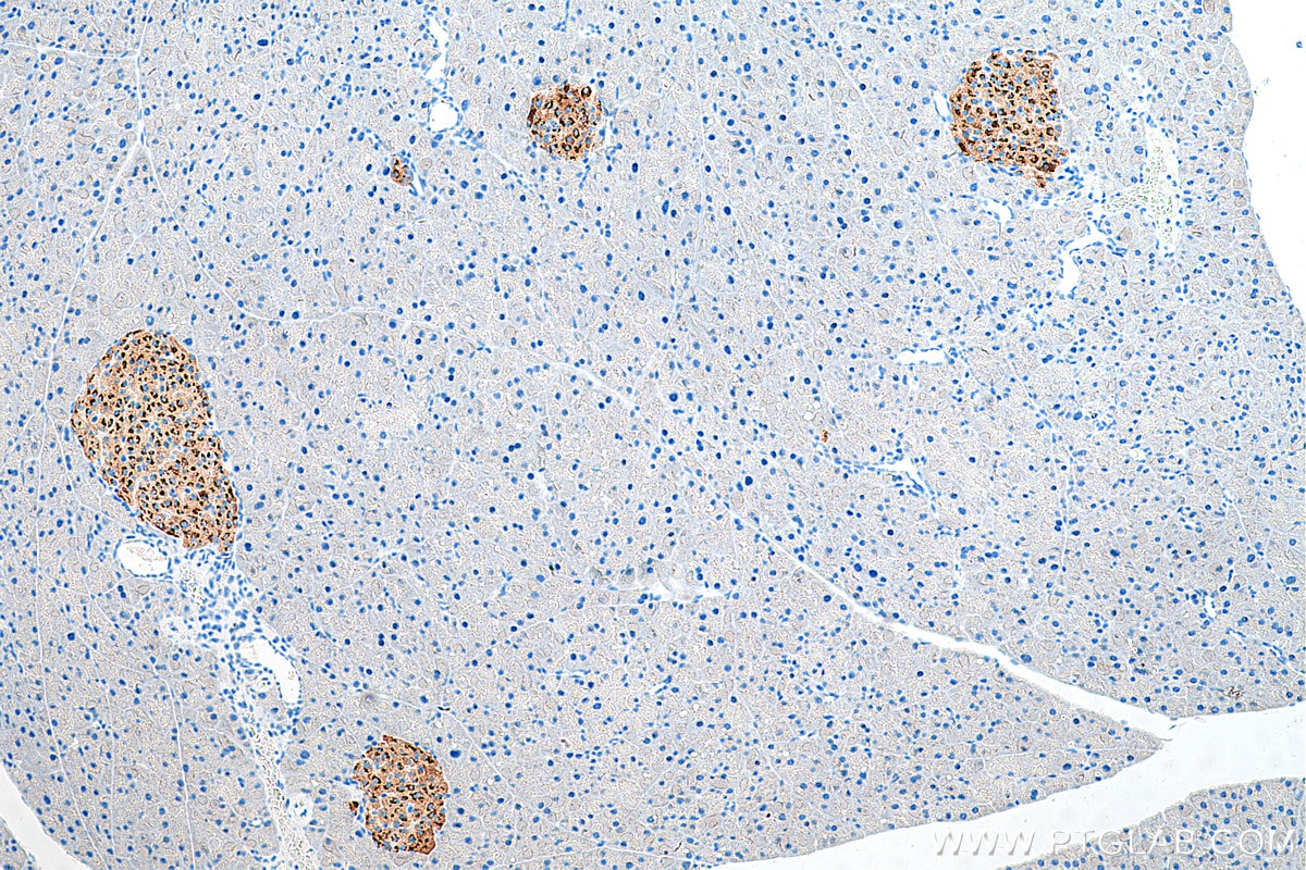 Immunohistochemistry (IHC) staining of mouse pancreas tissue using Chromogranin A Polyclonal antibody (23342-1-AP)