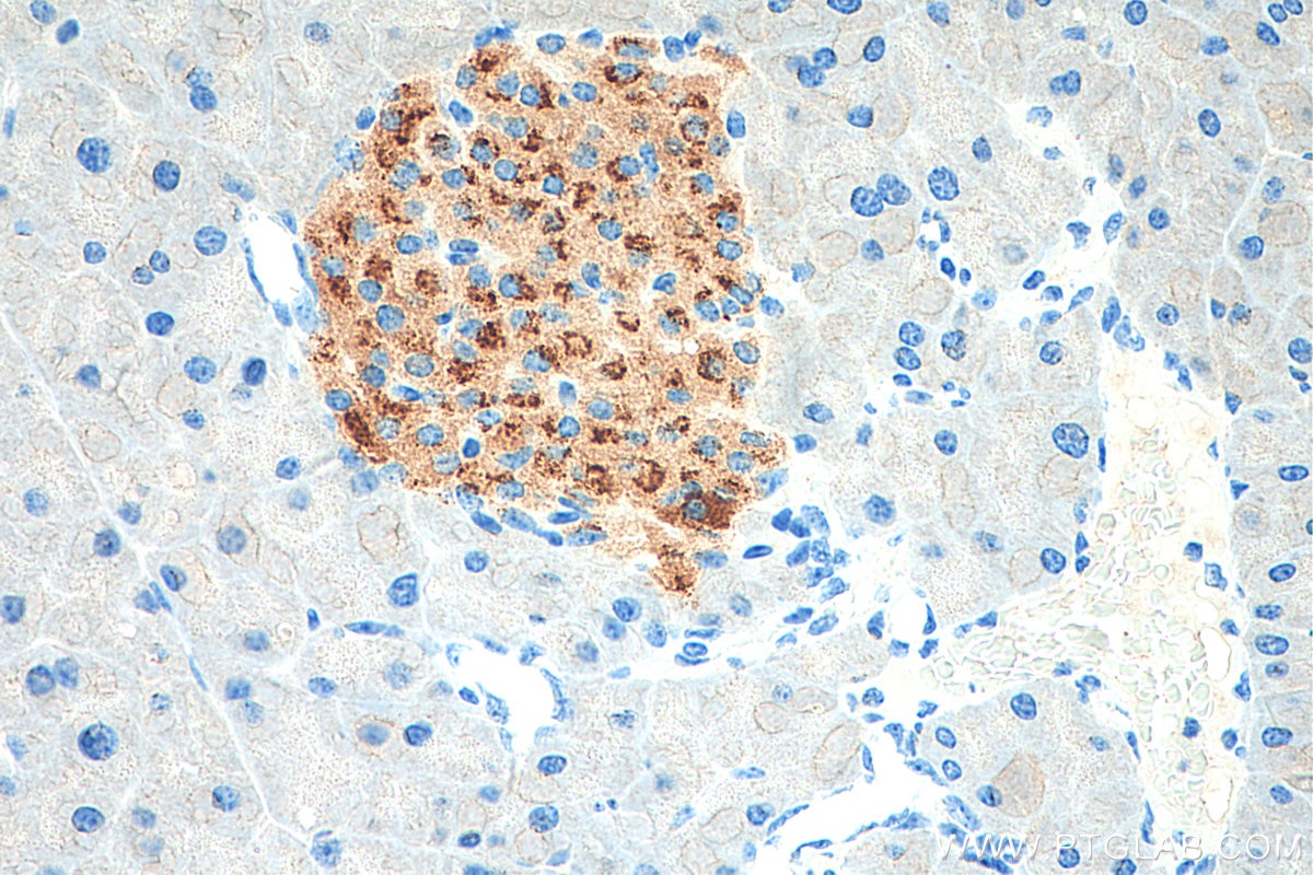 Immunohistochemistry (IHC) staining of mouse pancreas tissue using Chromogranin A Polyclonal antibody (23342-1-AP)