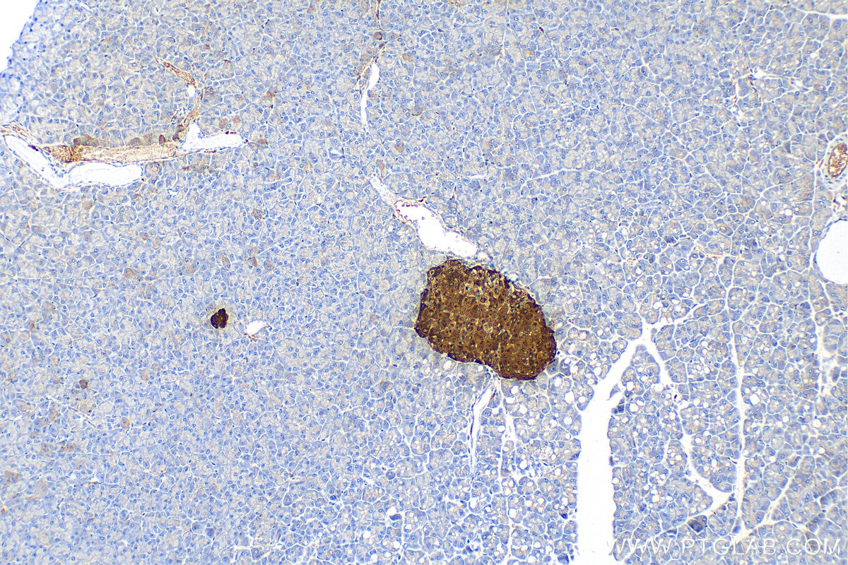 Immunohistochemistry (IHC) staining of mouse pancreas tissue using Chromogranin A Polyclonal antibody (23342-1-AP)