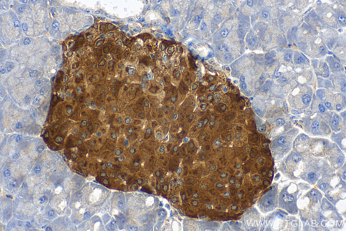 Immunohistochemistry (IHC) staining of mouse pancreas tissue using Chromogranin A Polyclonal antibody (23342-1-AP)