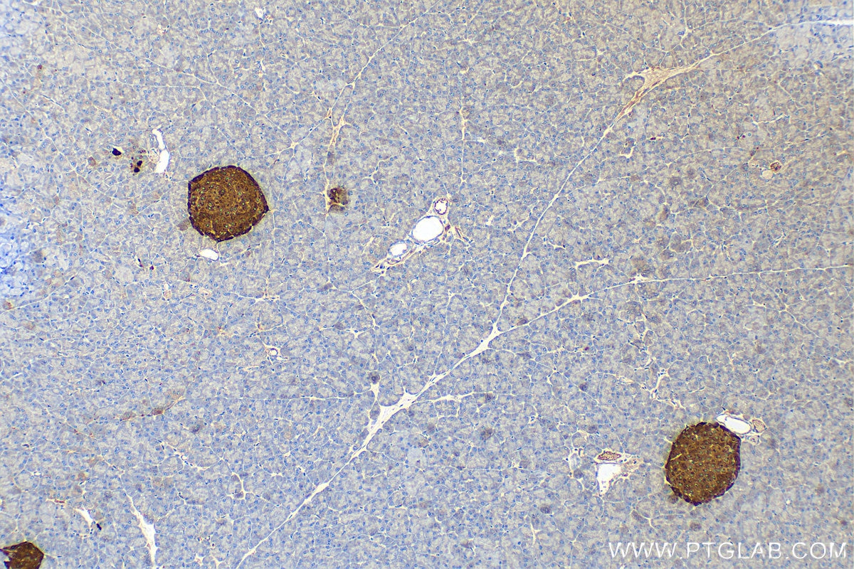 Immunohistochemistry (IHC) staining of mouse pancreas tissue using Chromogranin A Polyclonal antibody (23342-1-AP)