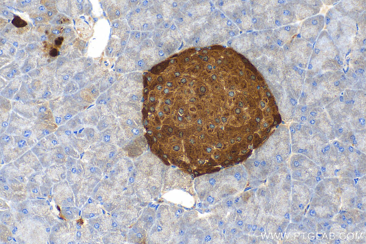 Immunohistochemistry (IHC) staining of mouse pancreas tissue using Chromogranin A Polyclonal antibody (23342-1-AP)